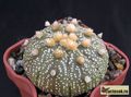 ASTROPHYTUM asterias